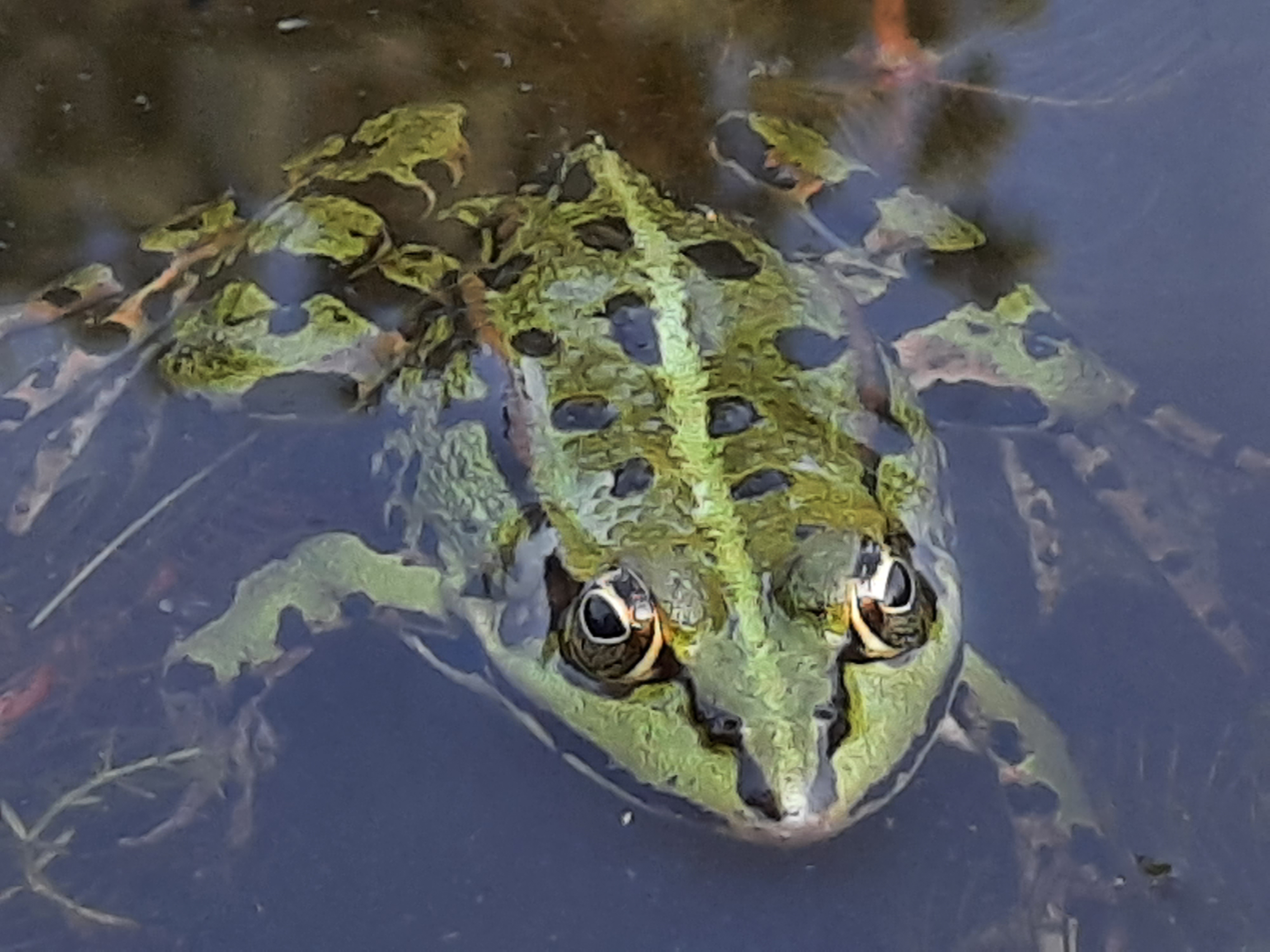 Extra openstelling De Wildert Tuin en Vijvers